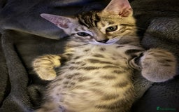 Bengal cats for sale: Bengal Kitten for Sale – Playful and Independent!  - Image 3