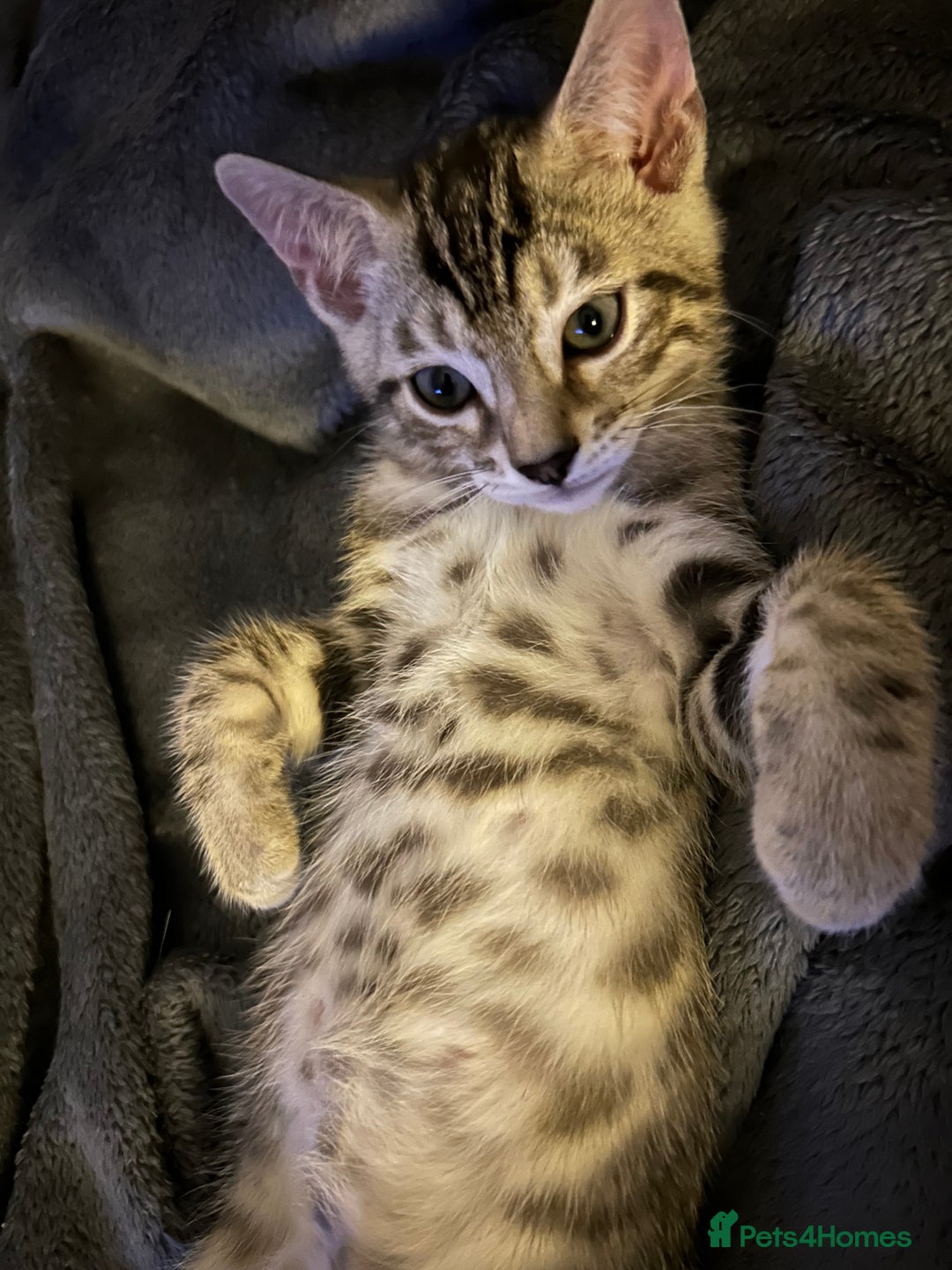 Bengal cats for sale: Bengal Kitten for Sale – Playful and Independent!  - Image 3