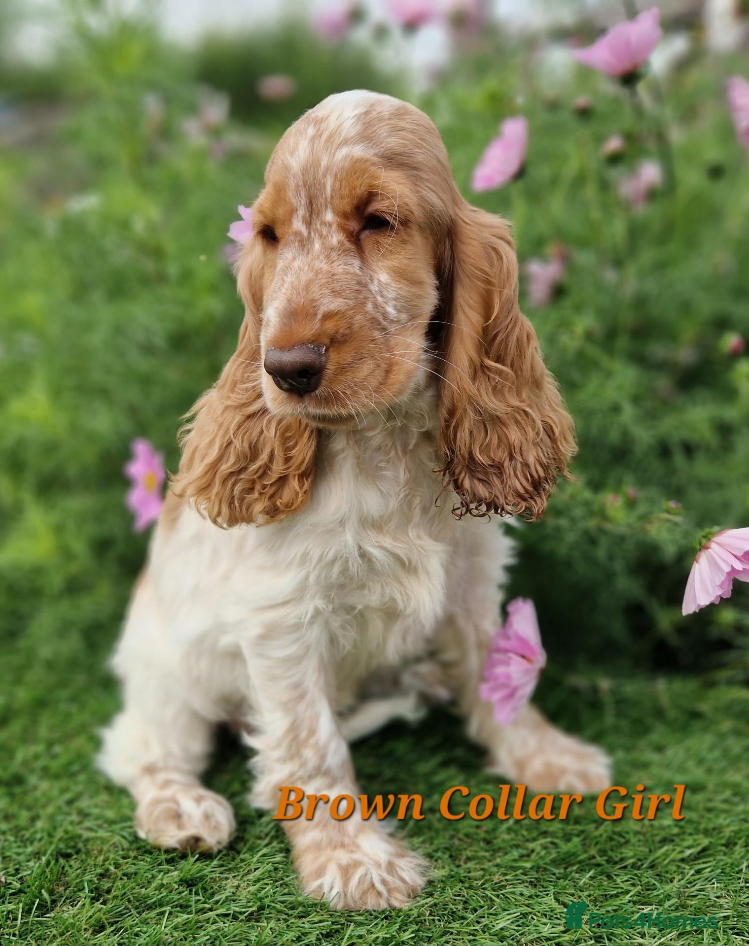 Cocker Spaniel dogs Pedigree Cocker Spaniel Puppies  - Advert 1