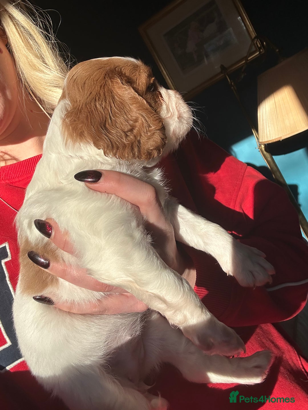 Cockalier dogs for sale: Beautiful Litter of Cavalier King Charles X Cocker - Advert 13