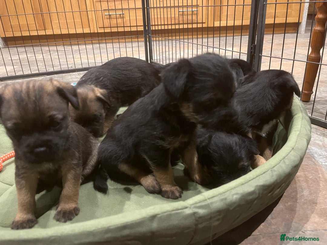 Border Terrier dogs for sale: Beautiful Border Terrier puppies. - Advert 1