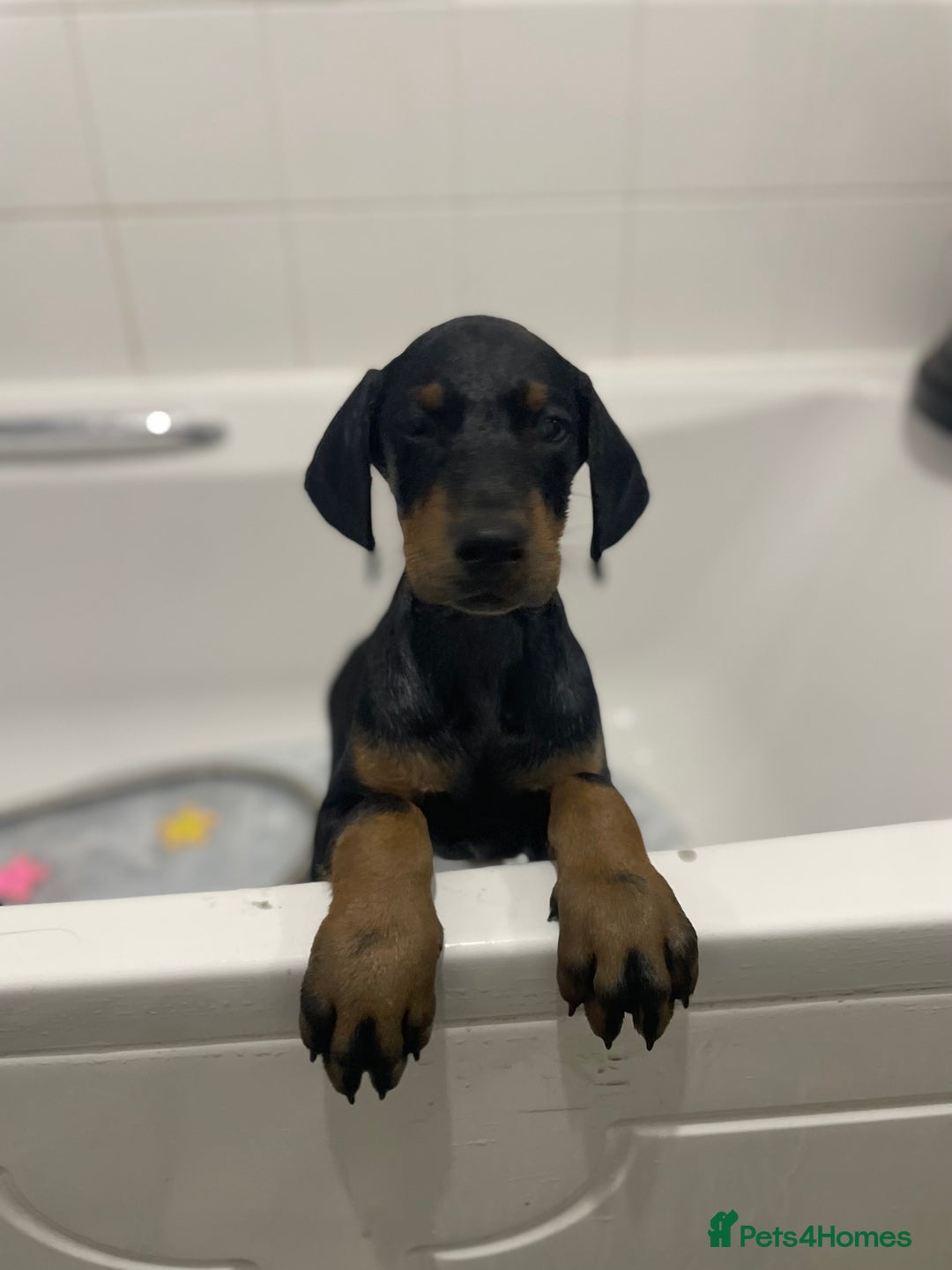 Dobermann dogs for sale: Doberman puppies  - Image 6