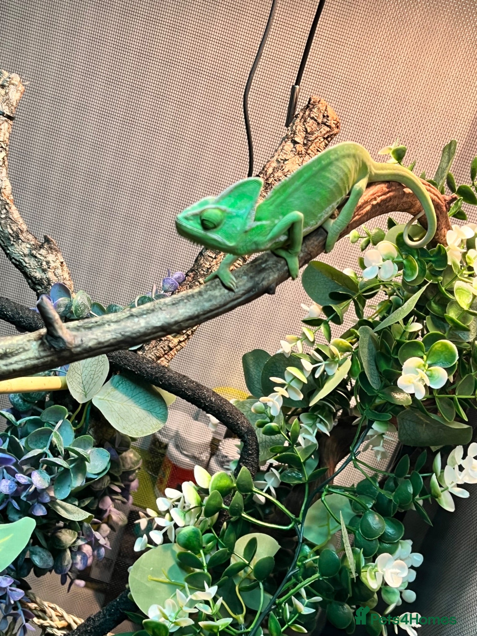 Chameleon reptiles Veiled chameleon - Advert 1