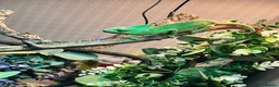 Chameleon reptiles for sale: Veiled chameleon in Stanley - Advert 1