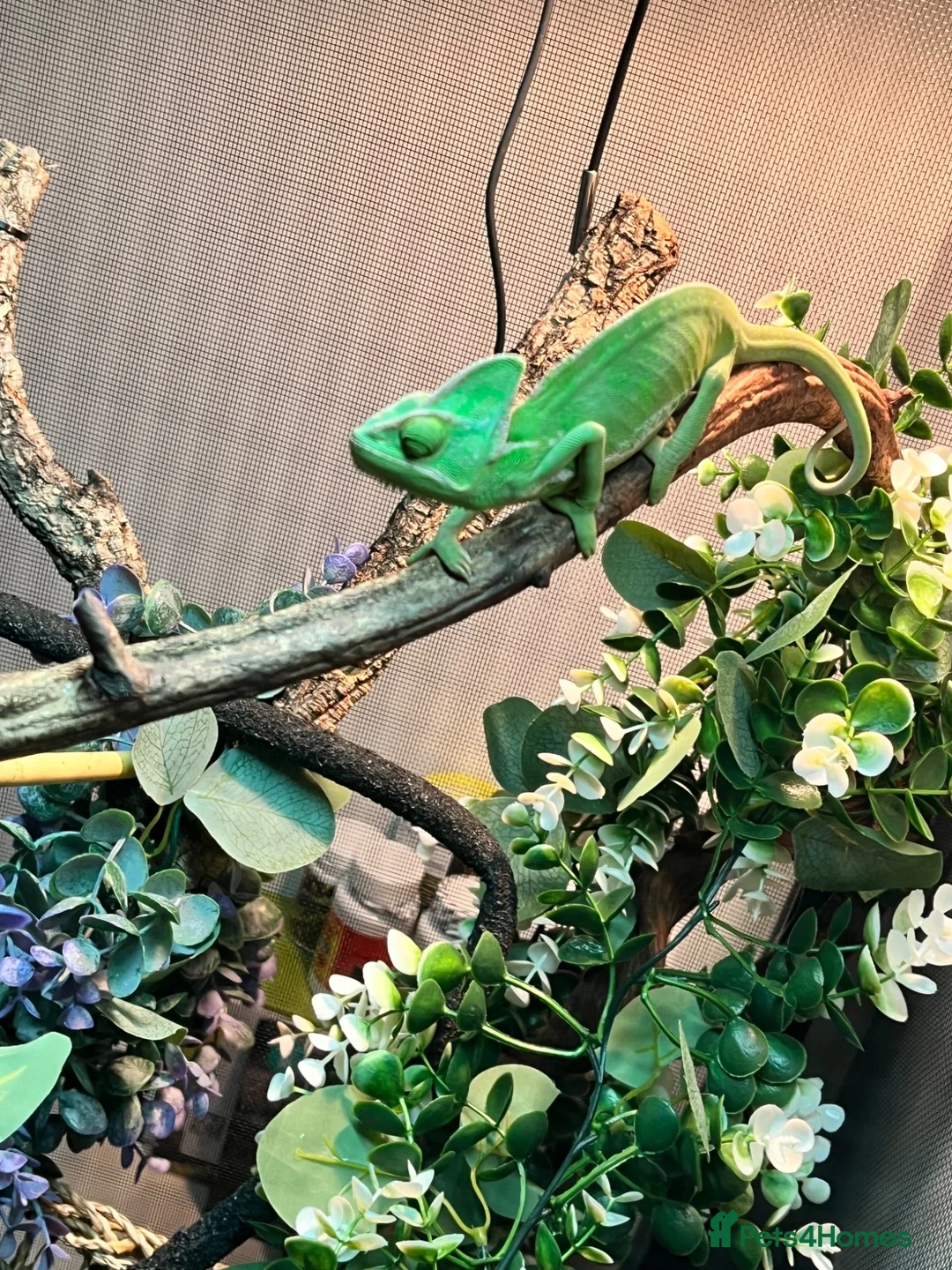 Chameleon reptiles for sale: Veiled chameleon in Stanley - Advert 1