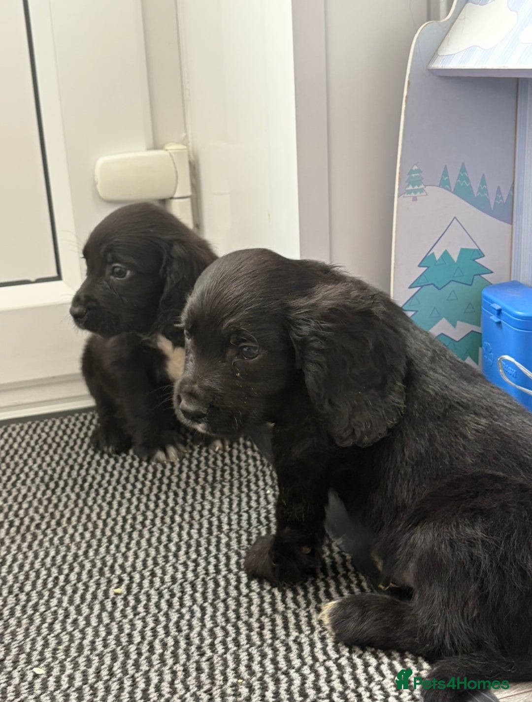 Cocker Spaniel dogs for sale: Cockerspaniel puppies  - Image 7