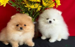 Pomeranian dogs for sale: White and Orange Pomeranian Boys - Image 25