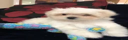 Mixed Breed dogs for sale: shihtzu / bichon x maltese  - Advert 17