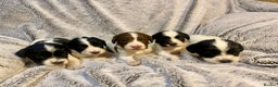 English Springer Spaniel dogs for sale: English springer spaniel pups  - Advert 2