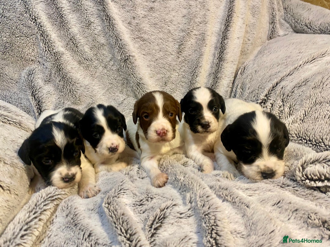 English Springer Spaniel dogs for sale: English springer spaniel pups  - Advert 2