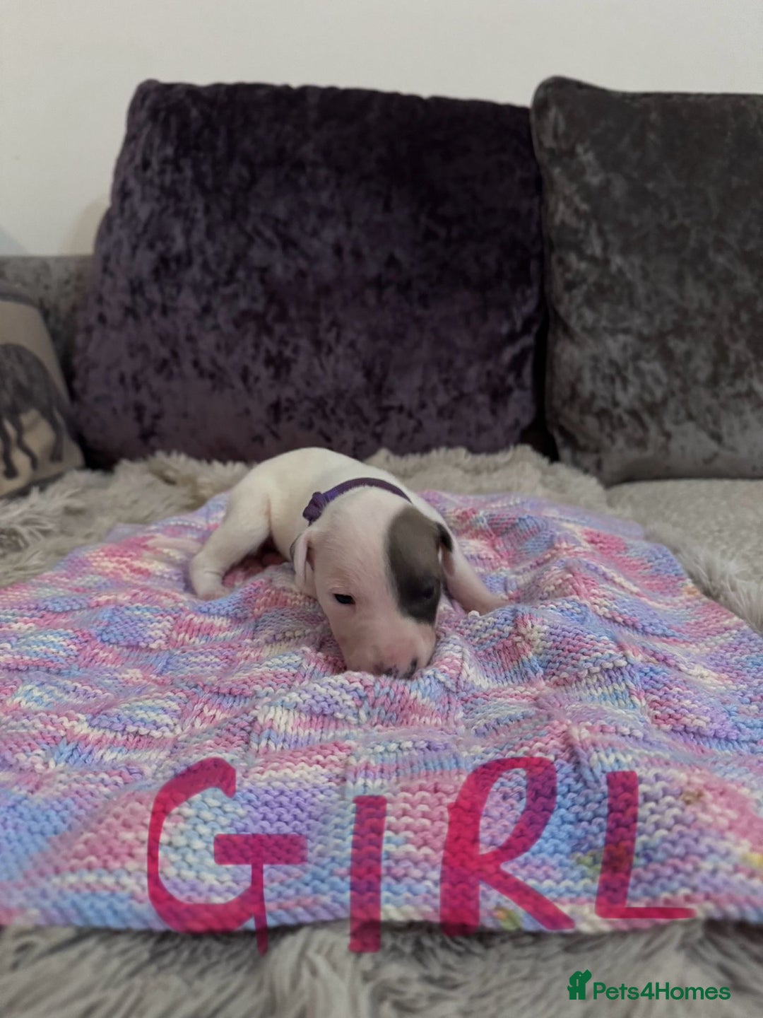 Whippet dogs for sale: Whippet pups  - Advert 12