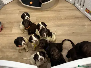 Sprocker dogs UPDATE Sprocker Puppies - ready Wednesday 11th - Advert 6