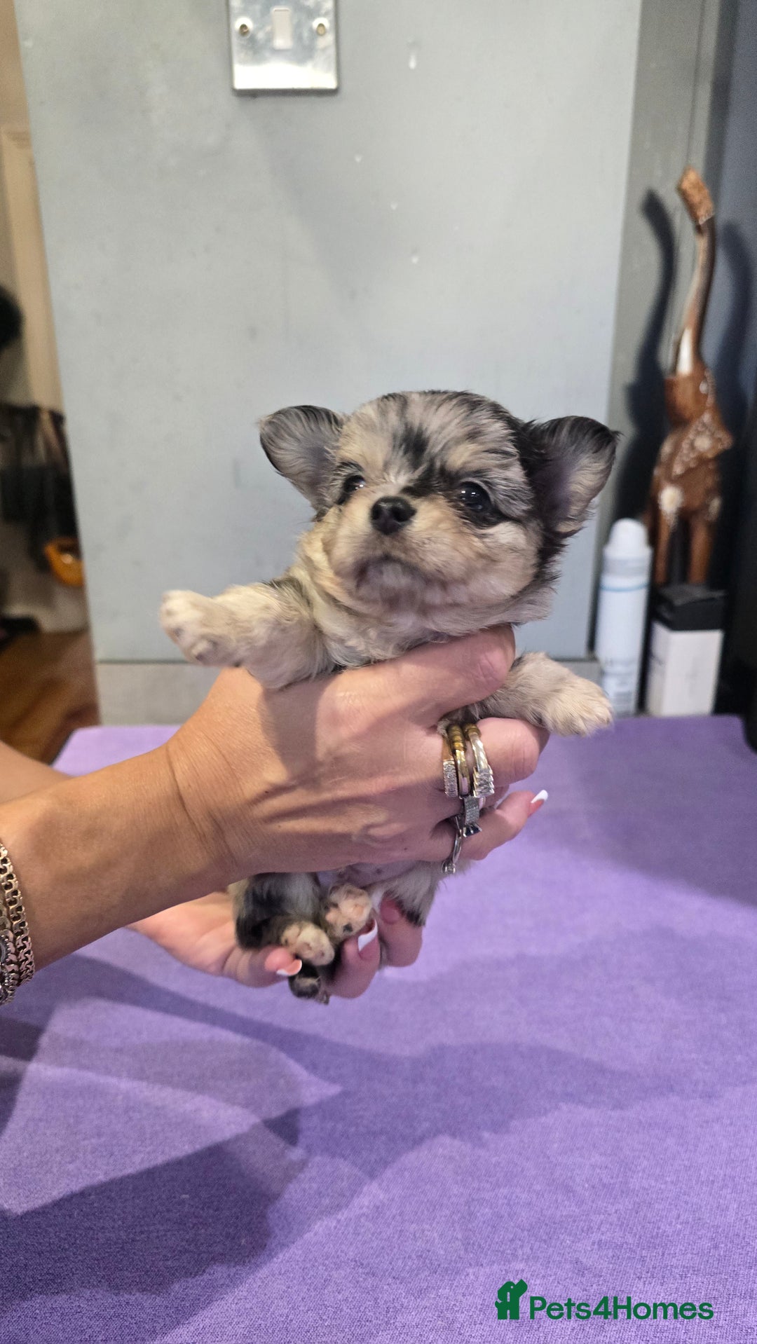 Chihuahua dogs for sale: Chihuahua puppies Russian ancestry with perfect bo - Advert 1