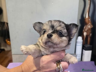 Chihuahua dogs Chihuahua puppies Russian ancestry with perfect bo - Advert 1