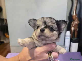 Chihuahua dogs Chihuahua puppies Russian ancestry with perfect bo - Advert 14