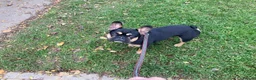 French Bulldog dogs for adoption: FRANK & MILO FRENCHIES ADOPTION IN WESTCOUNTRY - Advert 22