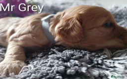Cavapoo dogs for sale: Beautiful F1 cavapoo puppies  - Image 9