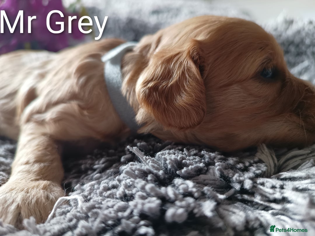 Cavapoo dogs for sale: Beautiful F1 cavapoo puppies  - Image 9