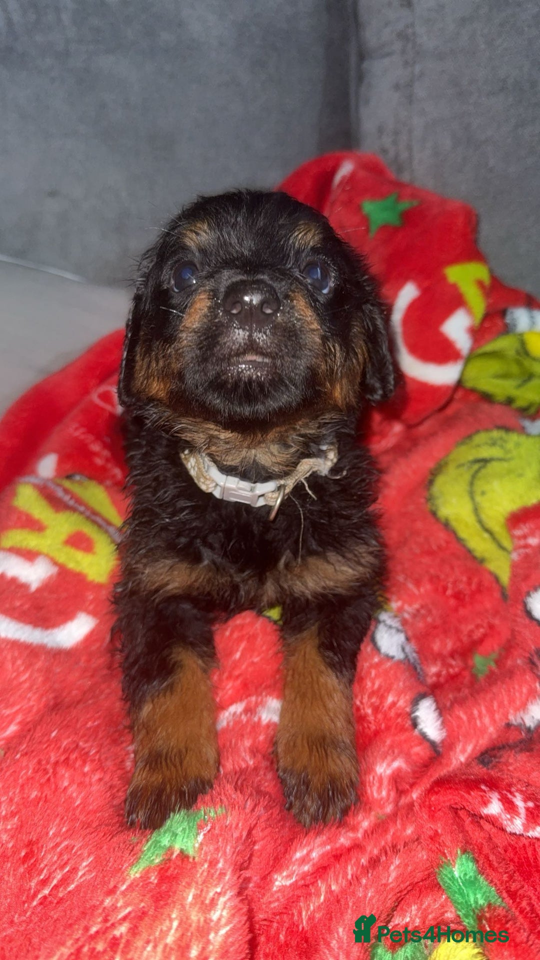 Rottweiler dogs for sale: Male rottweilwr puppy looking for a forever home - Advert 15