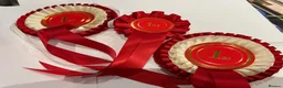 Border Collie dogs for sale: Gorgeous KC Registered Health Tested Border Collie - Advert 9
