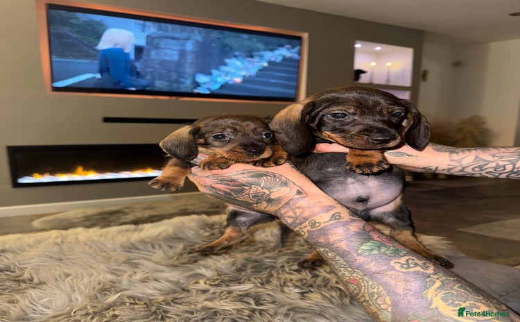 Dachshund dogs - Advert 1