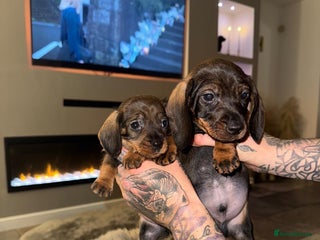 Dachshund dogs - Advert 24