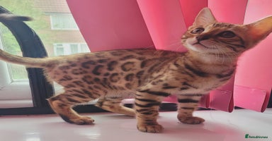 Bengal cats - Advert 9