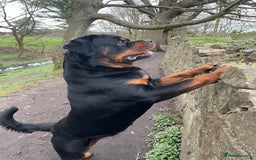 Rottweiler dogs for sale: Looking for new home  - Image 1