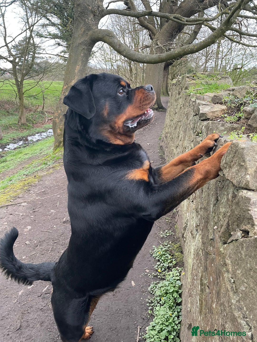 Rottweiler dogs for sale: Looking for new home  - Image 1