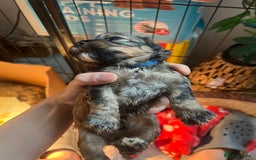 Mixed Breed dogs for sale: 🐶 Cockapoo × Shih Tzu Puppies Ready September  - Image 11