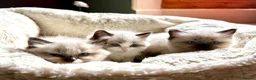 Ragdoll cats for sale: 💎✨Kitten Reserve list open✨💎 - Advert 2
