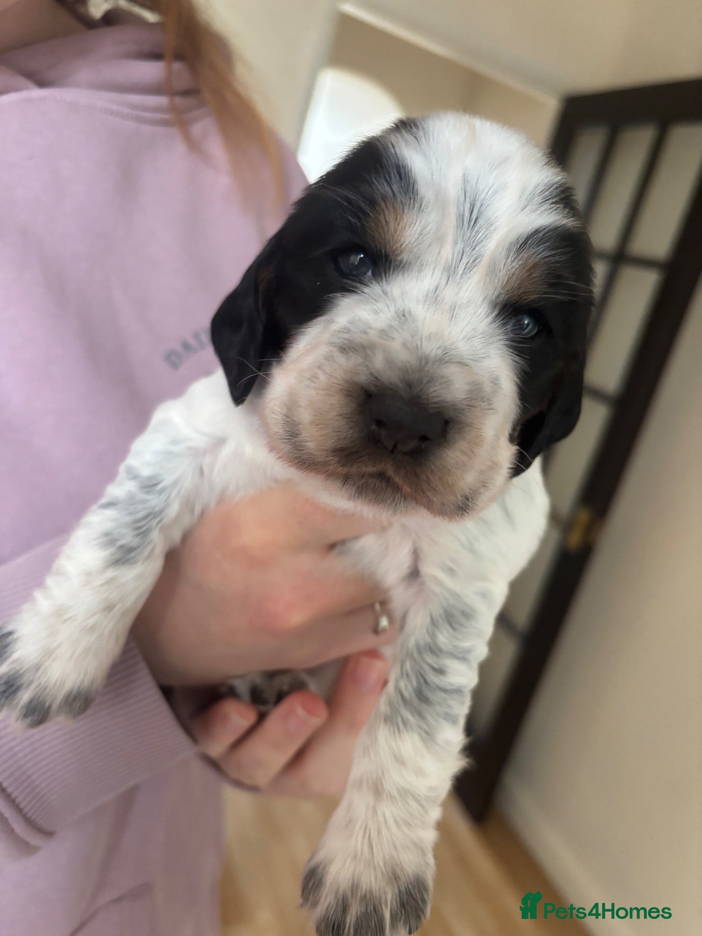 Sprocker dogs 6  beautiful sprocker cross puppy’s for sale - Advert 8