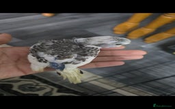 Budgerigars birds for sale: Baby budgies tame - Image 5