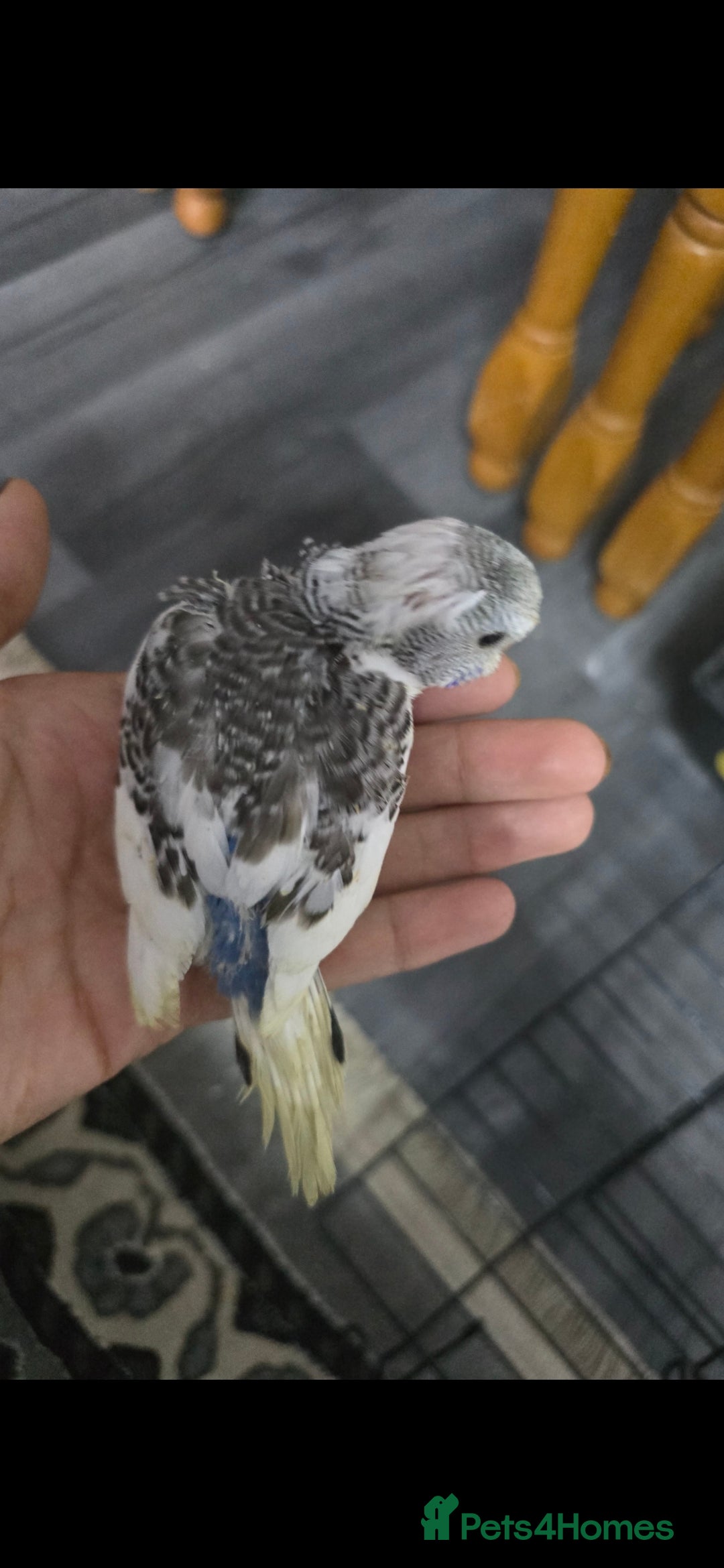 Budgerigars birds for sale: Baby budgies tame - Image 5