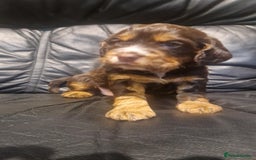 Cocker Spaniel dogs for sale: Stunning kc working cocker spaniels - Image 23