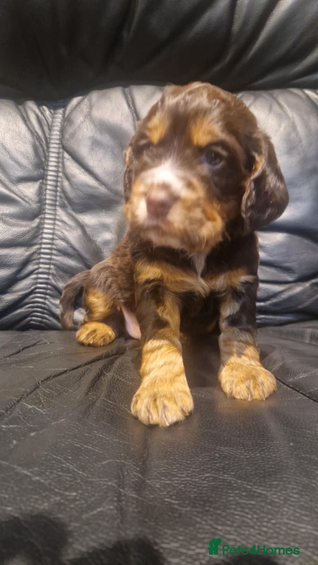Cocker Spaniel dogs for sale: Stunning kc working cocker spaniels - Image 23