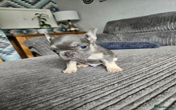 French Bulldog dogs for sale: Gorgeous frenchie pups  - Image 34