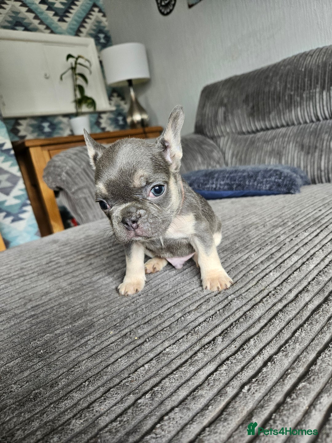 French Bulldog dogs for sale: Gorgeous frenchie pups  - Image 34