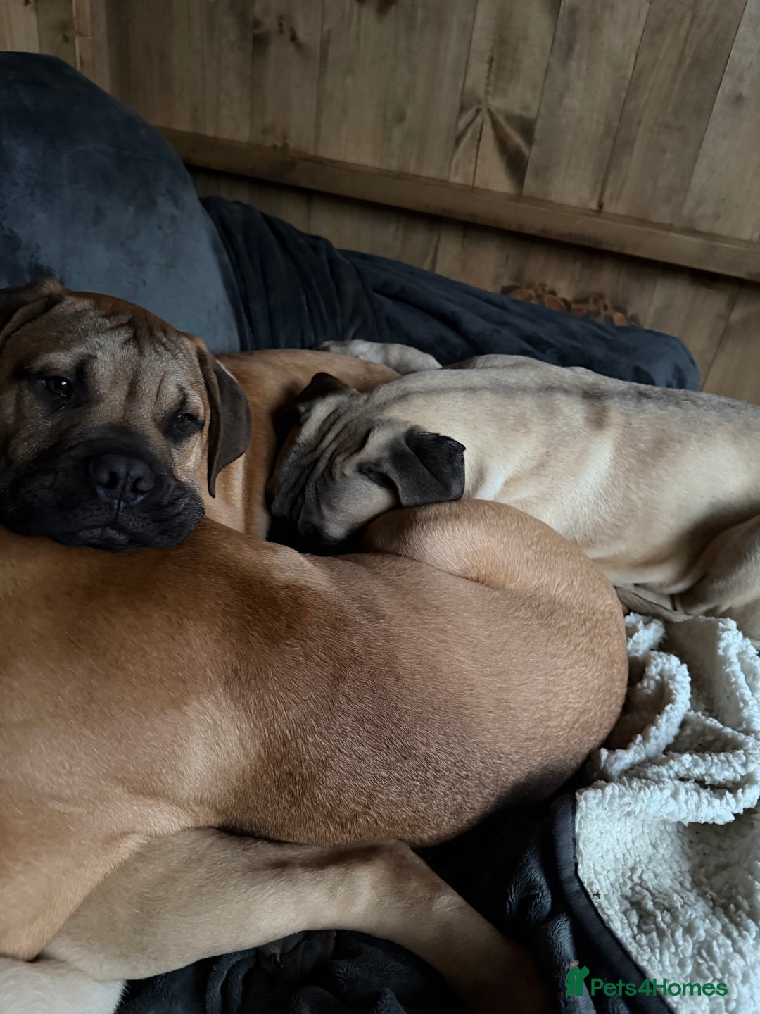 Bullmastiff dogs for sale: Bullmastiff - Advert 12