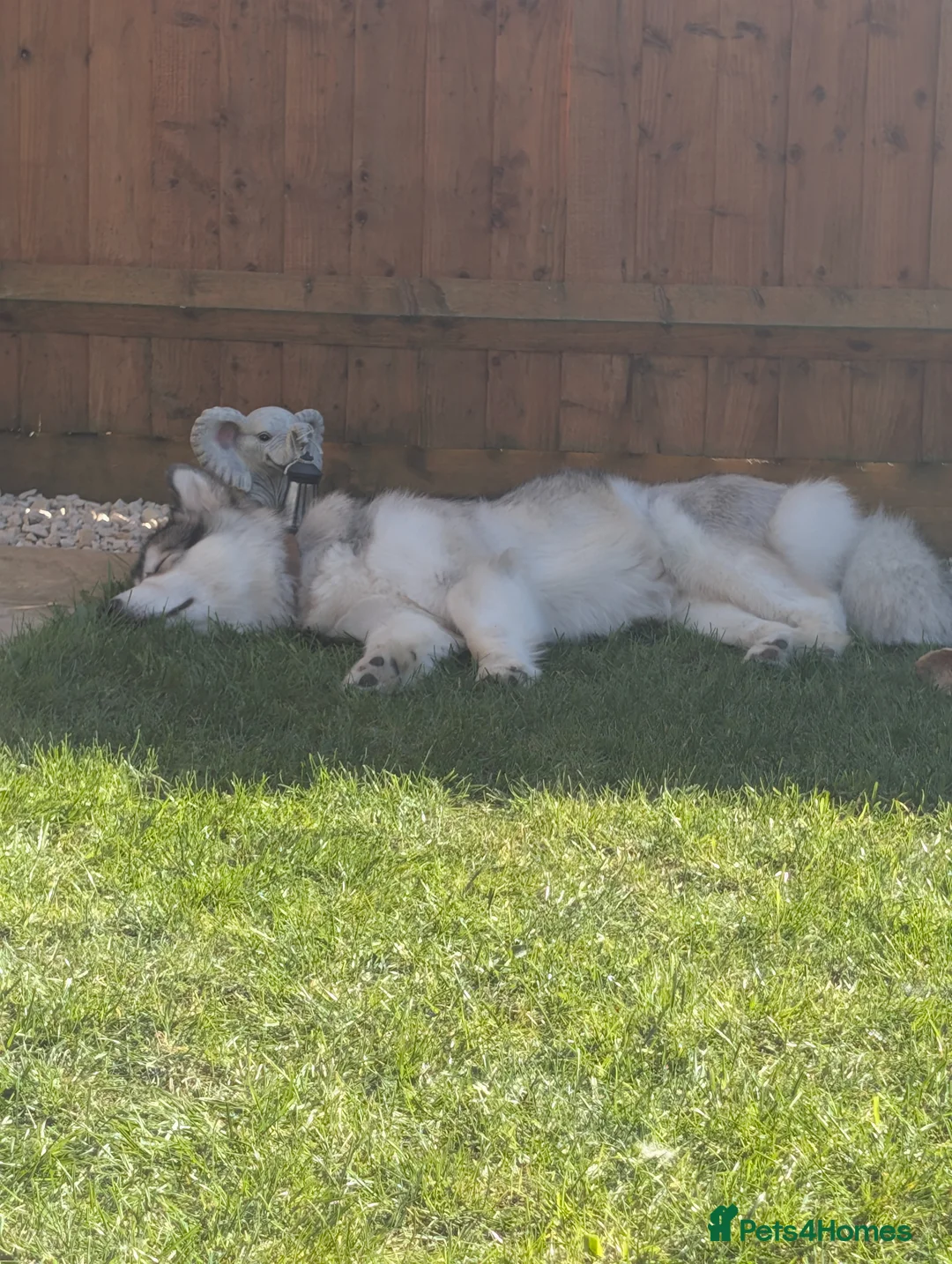 Alaskan Malamute dogs for sale: 21 month old female Alaskan Malamute - Advert 2