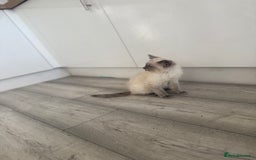 Ragdoll cats for sale: GCCF Ragdoll kittens beautiful litter  - Image 8
