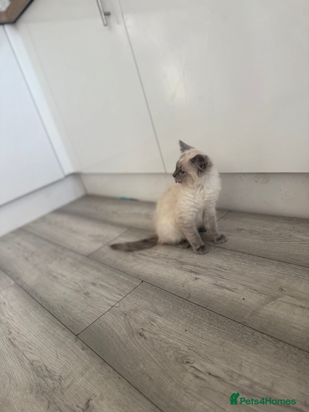 Ragdoll cats for sale: GCCF Ragdoll kittens beautiful litter  - Image 8