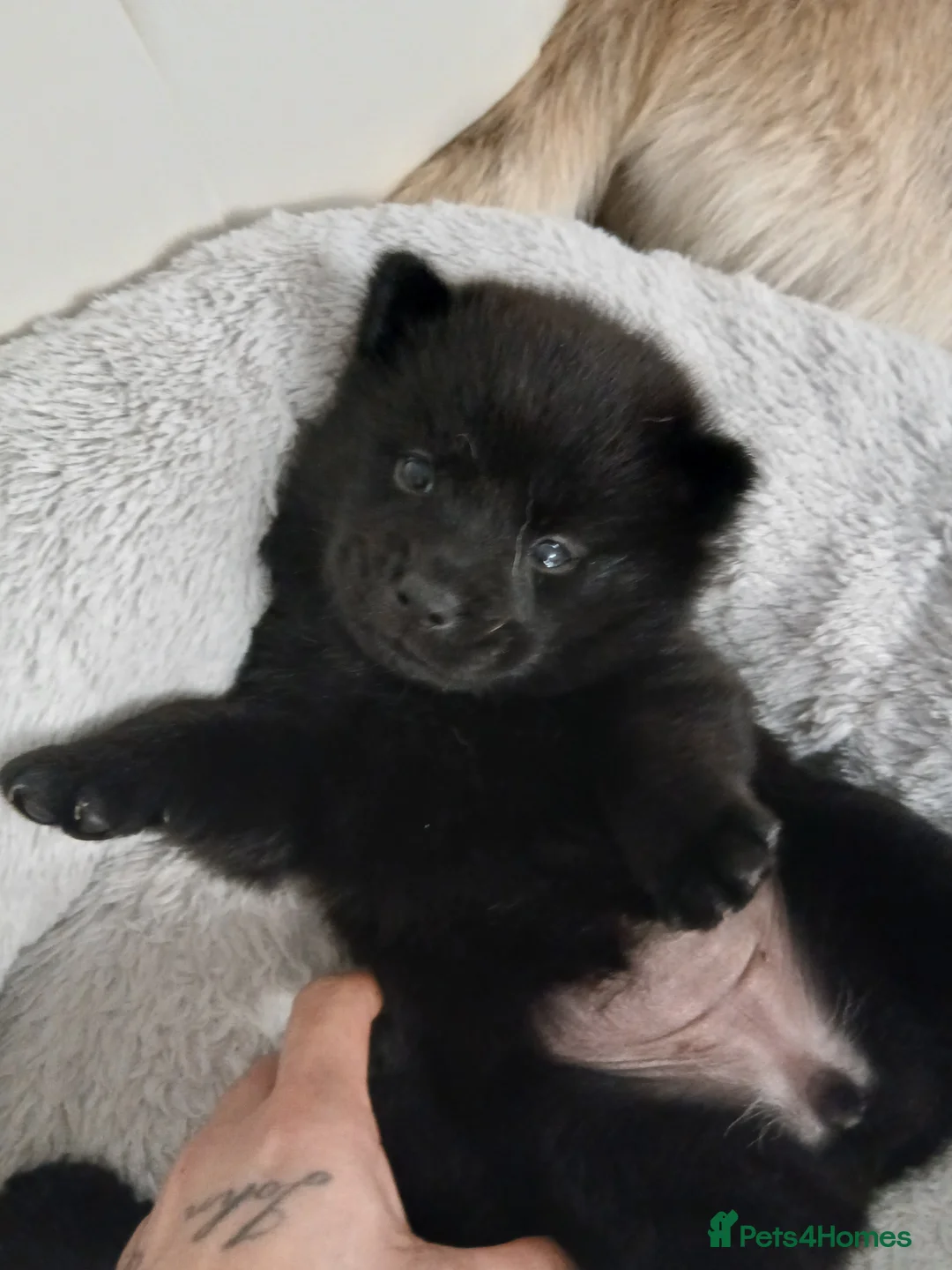 Mixed Breed dogs for sale: 5 stunning hybrid chowskis pups - Advert 19