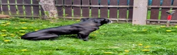 Cane Corso dogs for sale: Cane Corso Female *READ DESCRIPTION* - Advert 6