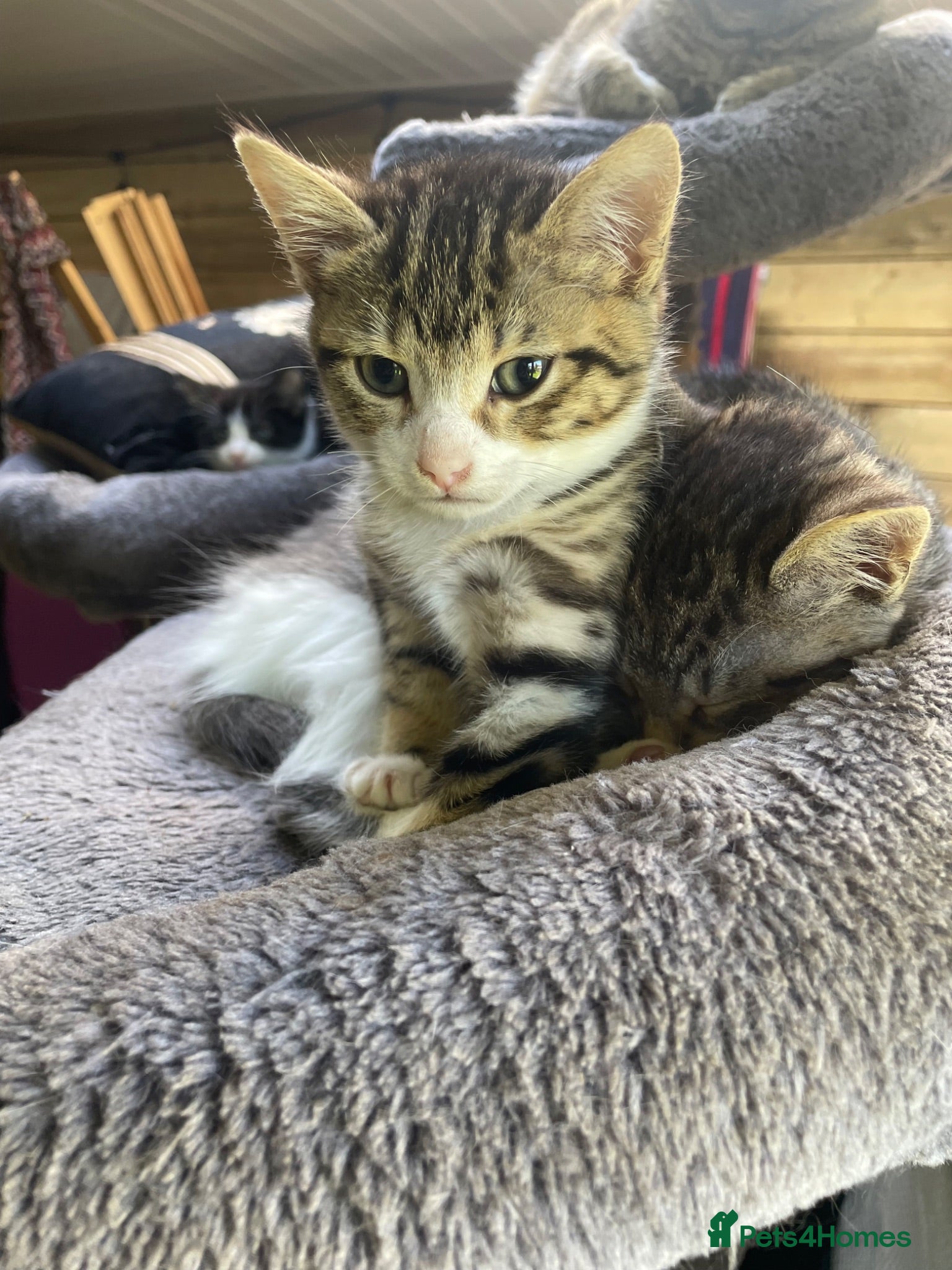 Mixed Breed cats Four little babies - Advert 4