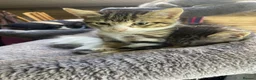 Mixed Breed cats for sale: Four little babies - Advert 1