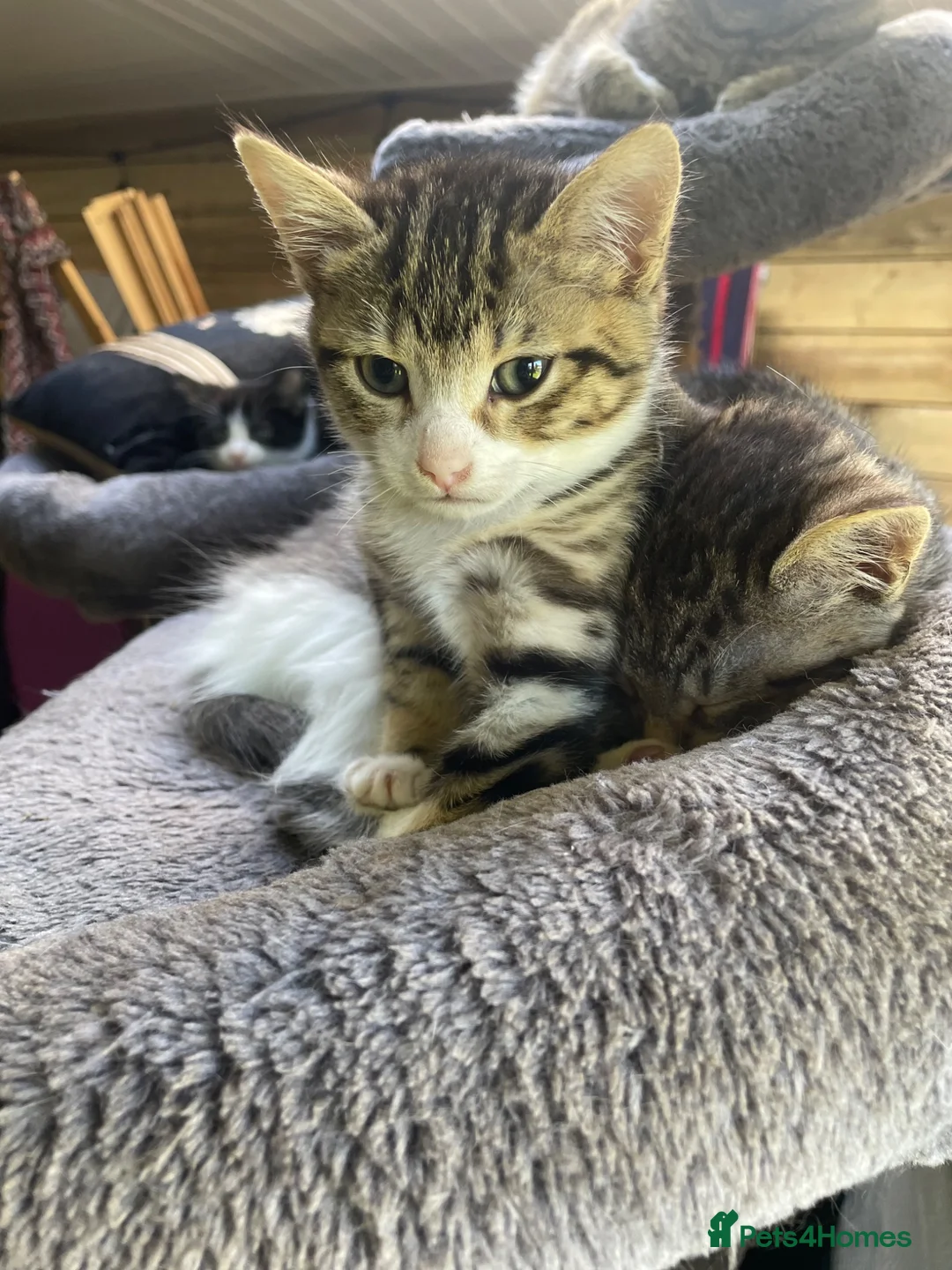 Mixed Breed cats for sale: Four little babies - Advert 1