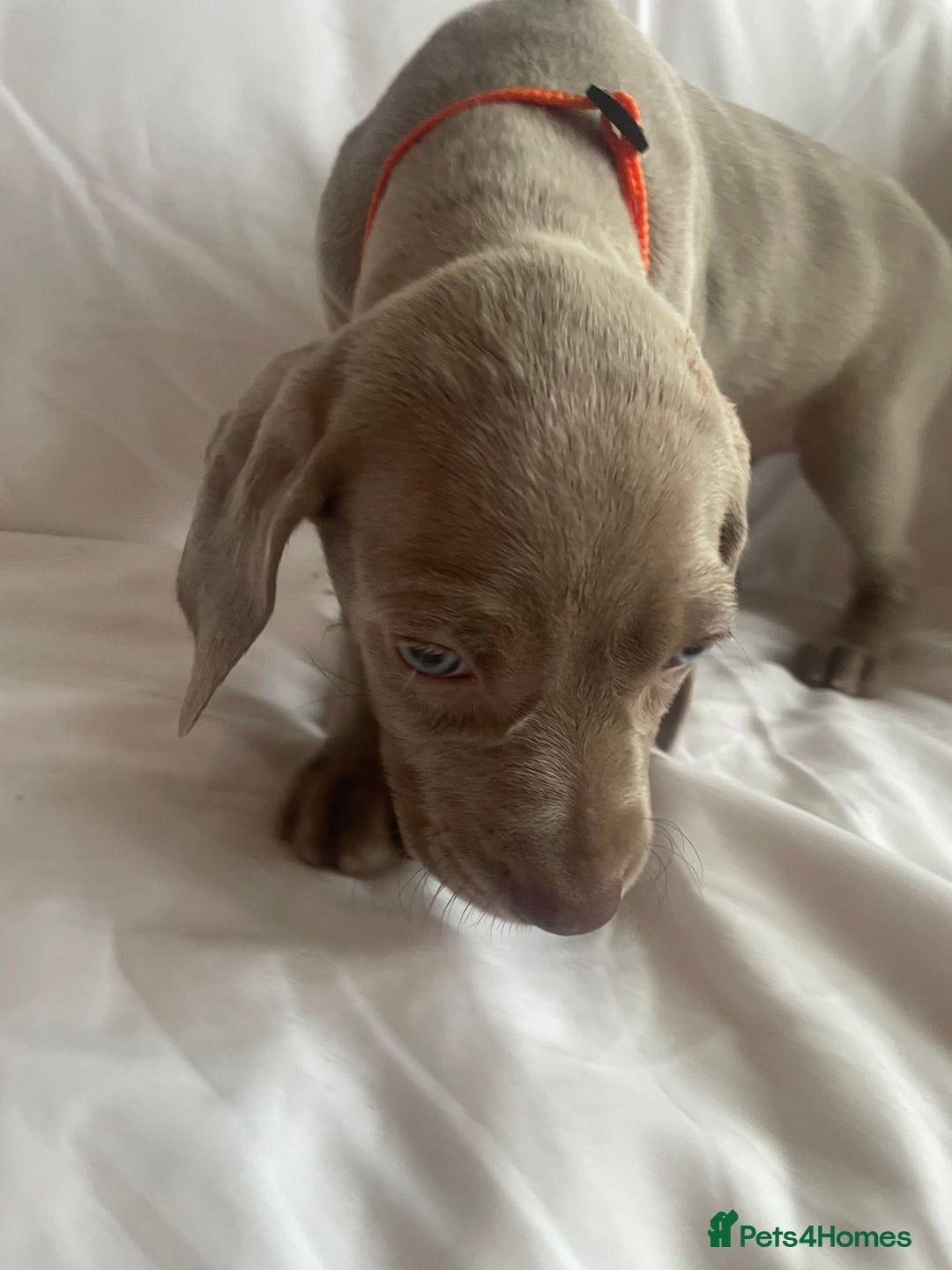Weimaraner dogs for sale: KC registered Silver puppies - Advert 20