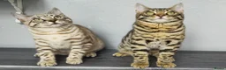 Bengal cats for sale: 🔥Stunning Bengal boys ready to leave🔥 - Advert 2