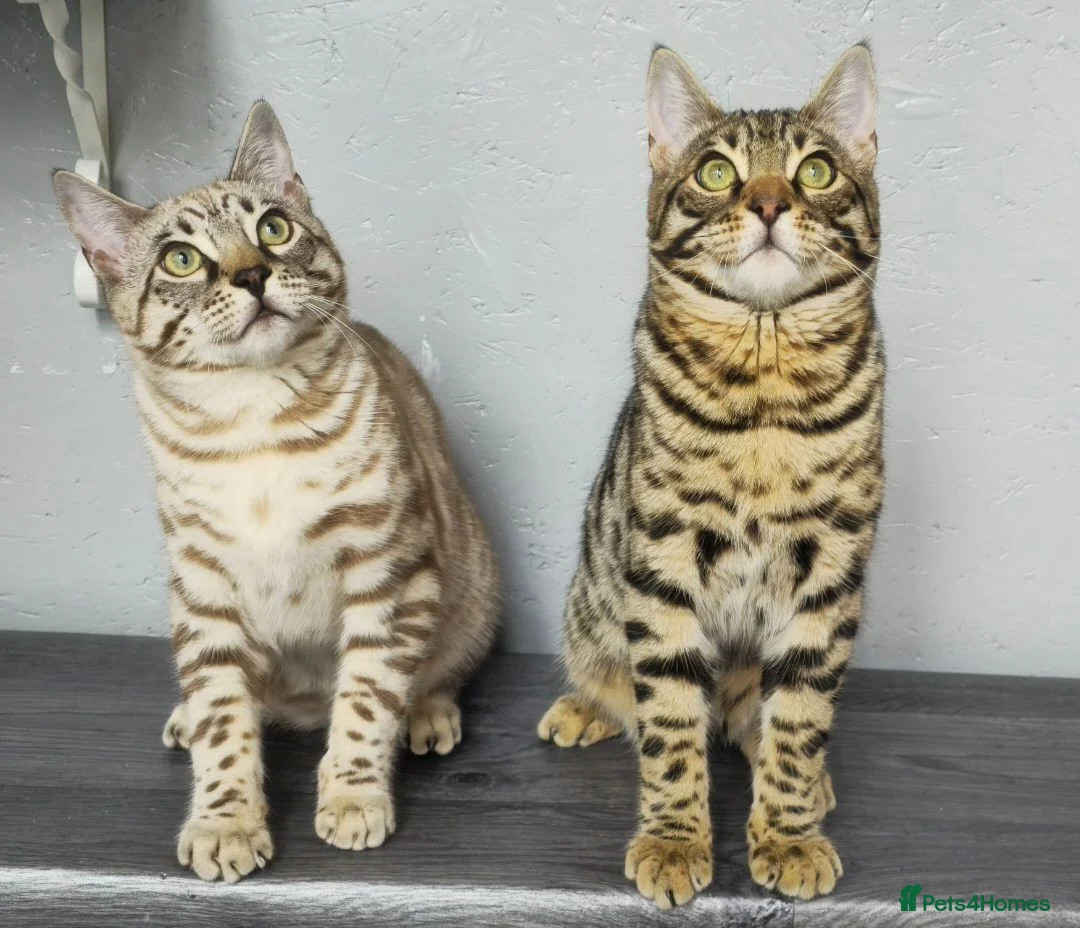 Bengal cats for sale: 🔥Stunning Bengal boys ready to leave🔥 - Advert 2